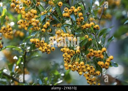 Pyramicantha coccinea aus der Familie Rosaceae, auch bekannt als firethorn Stockfoto