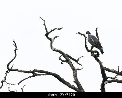 Holztaube (Columba palumbus), sitzend auf einem toten Baum, Thüringen, Deutschland, Europa Stockfoto