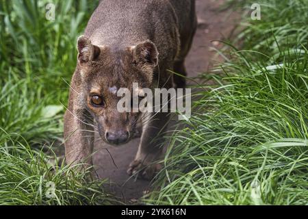 Endemische Madagaskar Fossa läuft auf dem Weg, Cryptoprocta ferox Stockfoto