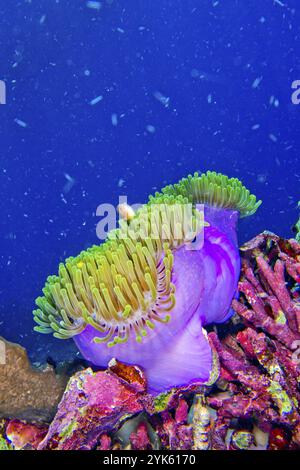 Rosa Anemonenfische, Amphiprion perideraion, prächtige Meeresanemone, Ritteri Anemone, Heteractis magna, Riffbau Korallen, Korallenriff, Bunaken Na Stockfoto