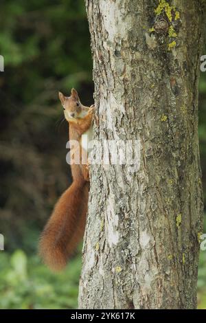 Eichhörnchen hängt an einem Baumstamm und sieht von vorne Stockfoto