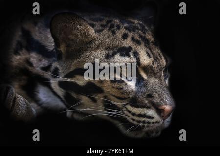 Porträt des schönen, wolkigen Leoparden isoliert auf schwarzem Hintergrund. Leopardenkatze in Dunkelheit (Neofelis Nebulosa) Stockfoto