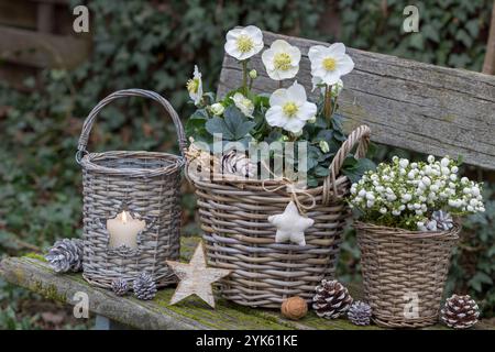 Wintergartenanlage mit helleborus niger, weißer stacheliger Heide und rustikaler Laterne Stockfoto