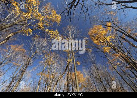 Natur, Waldfarben im späten Herbst, Blick von unten auf die Baumspitzen, Provinz Quebec, Kanada, Nordamerika Stockfoto