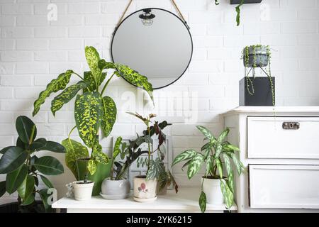 Dieffenbachia Chita mit großen bunten Blättern in einem weißen Loftstil. Die Pflanzen im Inneren sind dekorativ in einem Topf Stockfoto