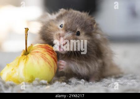 Lustiger, flauschiger syrischer Hamster mit Appetit isst Apfel, stopft ihm die Wangen. Futter für ein Nagetier, Vitamine. Nahaufnahme Stockfoto