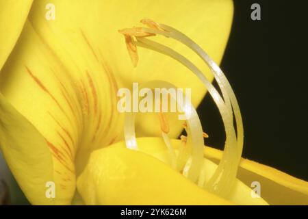 Wildblume, Nationalpark Sierra de Guadarrama, Segovia, Castilla y Leon, Spanien, Europa Stockfoto