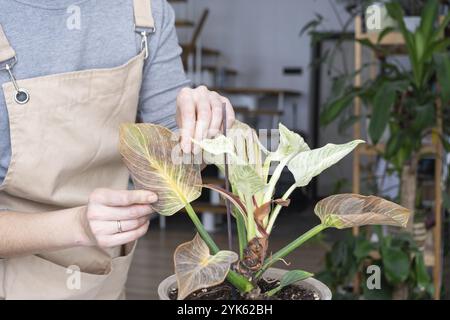Probleme beim Anbau von Hauspflanzen Probleme beim Anbau von Hauspflanzen Philodendron Birkin, Blätter von Spinnenmilbe, gelb Stockfoto