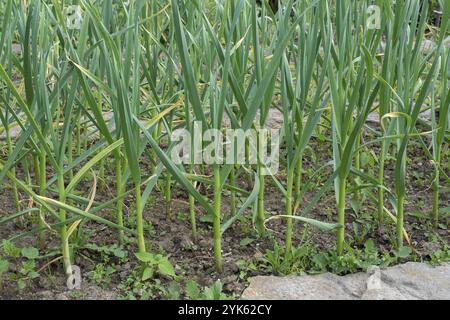 Landwirtschaft und Landwirtschaft, junger Knoblauch im Garten wachsen. Grüne Triebe von junger Knoblauch keimen Stockfoto