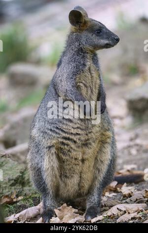 Sumpf Wallaby, Wallabia bicolor. Bekannt als das schwarze Wallaby Stockfoto