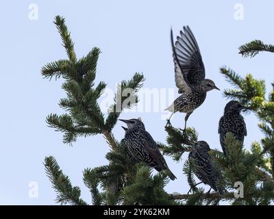 Starlinge (Sturnus vulgaris), auf einer Fichte sitzend, Oberfranken, Deutschland, Europa Stockfoto
