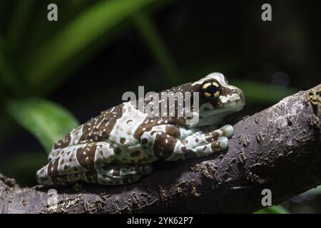 Amazon Milch Frosch, Trachycephalus resinifictrix Stockfoto