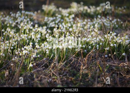 Weiße Frühlingsschneeflocken (Leucojum vernum), Frühlingshintergrund Stockfoto