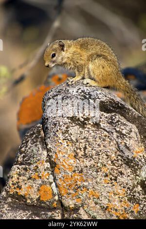 Baumhörnchen, Paraxerus cepapi, Chobe National Park, Botswana, Afrika Stockfoto