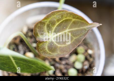 Hinterlässt Heimpflanzen, die von einer Spinnenmilbe befallen sind, kleine Insekten, Probleme beim Anbau von Hauspflanzen. Pflanzenbehandlung und Schädling und Pilz contro Stockfoto