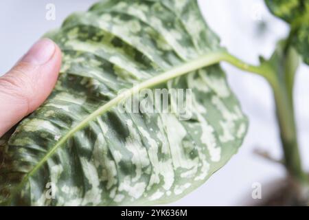 Hinterlässt Heimpflanzen, die von einer Spinnenmilbe befallen sind, kleine Insekten, Probleme beim Anbau von Hauspflanzen. Pflanzenbehandlung und Schädling und Pilz contro Stockfoto
