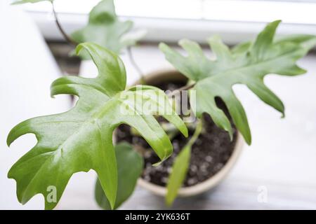 Philodendron Mayo im Inneren des Hauses. In einen Topf geschnitzte Blätter einer Zimmerpflanze. Pflege und Kultivierung tropischer Pflanzen, Grünhaus Stockfoto