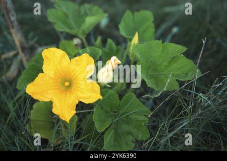 Eine große gelbe Zucchiniblüte im Garten. Blüte von Gemüsepflanzen, wachsende Gurke, Kürbis im Garten. Keimling, Pflanzenpflege, Dünger Stockfoto