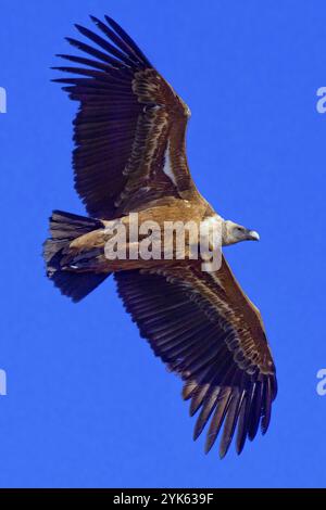 Gänsegeier, Gyps fulvus, Hoces de Rio Duraton Natural Park, Duraton River Gorges, Segovia, Castilla y Leon, Spanien, Europa Stockfoto