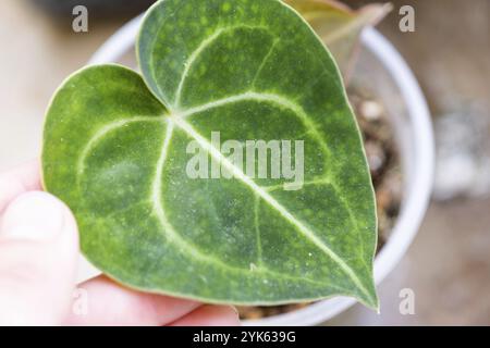 Hinterlässt Heimpflanzen, die von einer Spinnenmilbe befallen sind, kleine Insekten, Probleme beim Anbau von Hauspflanzen. Pflanzenbehandlung und Schädling und Pilz contro Stockfoto