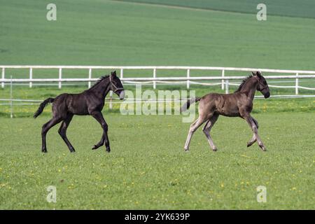 Fohlen laufen auf der Wiese. Schwarzes kladrubisches Pferd Stockfoto