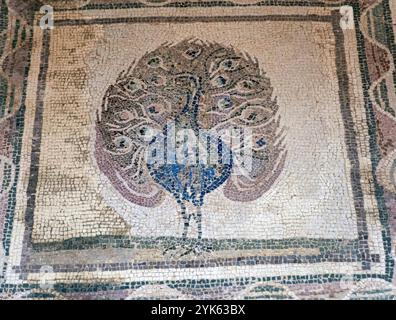 Römisches Mosaik mit einem Pfau im Haus des Dionysos, Paphos Archäologischer Park, Paphos, Zypern. Stockfoto