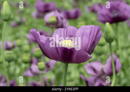 Lila Mohnblüten auf einem Feld. (Papaver somniferum). Mohn, landwirtschaftliche Nutzpflanzen Stockfoto