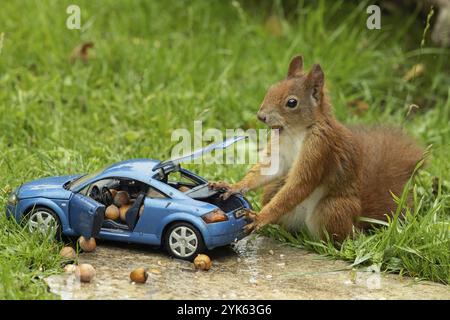 Eichhörnchen mit Nuss im Mund auf blauem Modellauto Audi TT mit geöffnetem Kofferraum und Tür und Muttern auf Steinplatte im grünen Gras stehend links stehend Stockfoto