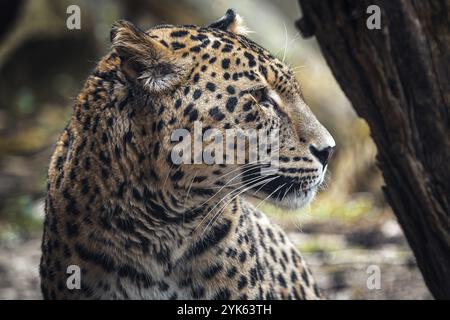 Persischer Leopard, Panthera pardus Saxicolor Stockfoto