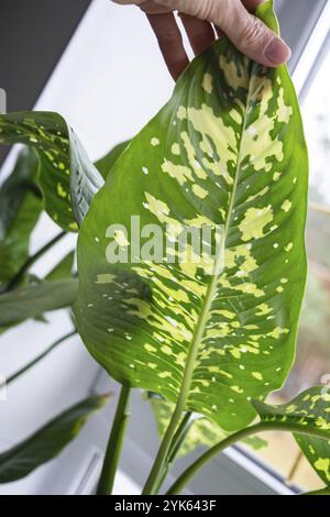 Hinterlässt Heimpflanzen, die von einer Spinnenmilbe befallen sind, kleine Insekten, Probleme beim Anbau von Hauspflanzen. Pflanzenbehandlung und Schädling und Pilz contro Stockfoto