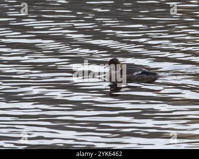 Goosander (Mergus merganser), weiblich, schwimmend auf dem Fluss, Thüringen, Deutschland, Europa Stockfoto