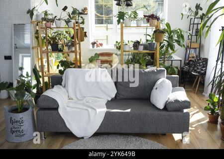 Regale mit einer Gruppe von Zimmerpflanzen im Innenraum weißes Loft, graues Sofa, gemütliches Karo, Teppich. Zimmerpflanzenanbau und Pflege von Zimmerpflanzen Stockfoto