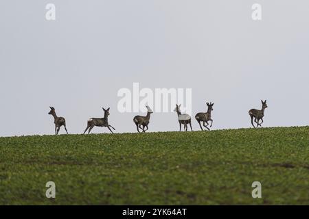 Herde Rehe, die auf der Wiese laufen. Capreolus capreolus. Wildes Reh im natürlichen Lebensraum. Tierwelt aus der tschechischen Natur Stockfoto