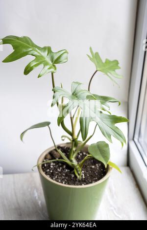 Philodendron Mayo im Inneren des Hauses. In einen Topf geschnitzte Blätter einer Zimmerpflanze. Pflege und Kultivierung tropischer Pflanzen, Grünhaus Stockfoto