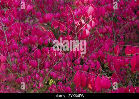 Leuchtend rote Herbstblätter von Zierstrauch Euonymus alatus Compactus Stockfoto