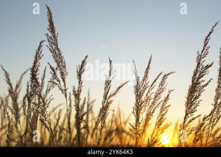 Trockene Grasrispen der Pampas gegen orangen Himmel mit untergehenden Sonne. Natur, dekorative Wildbauch, Ökologie. Sommerabend, trockenes Herbstgras Stockfoto