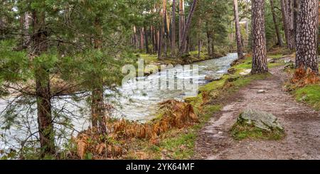 Eresma River, Scot Pine Forest, Sierra de Guadarrama National Park, Segovia, Kastilien und Leon, Spanien, Europa Stockfoto