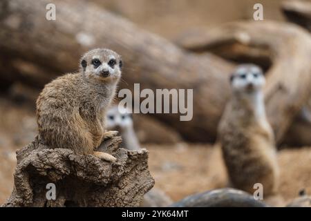 Porträt von Meerkat Suricata suricatta, afrikanisches Kleintier, Fleischfresser aus der Mungo-Familie Stockfoto