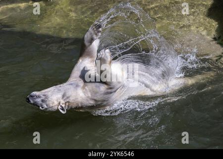 Eisbären baden und spielen im Wasserbecken, Ursus maritimus Stockfoto