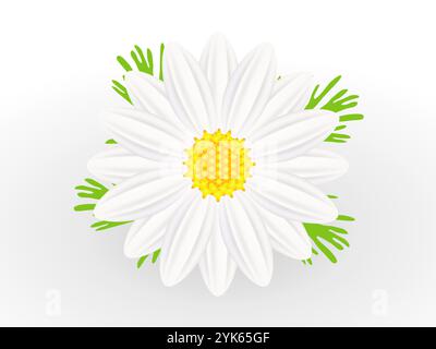 Kamillenblüte mit Blättern isoliert auf weißem Hintergrund. Stock Vektor