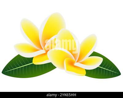 Blumen frangipani (Plumeria) mit Blättern auf weißem Hintergrund. Stock Vektor