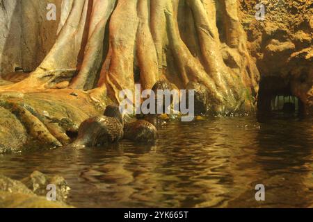 Lutra cinerea, Aonyx cinereus oder Amblonyx cinereus spielen auf dem Wasser in einem Pool in der Nähe eines Baumes. Stockfoto