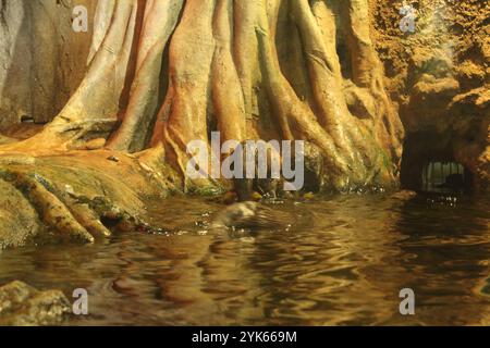 Lutra cinerea, Aonyx cinereus oder Amblonyx cinereus tauchen in das Wasser im Ozeanarium-Pool. Otter in natürlichen Lebensräumen. Stockfoto