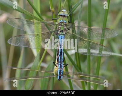 Männliche und weibliche Emporer Dragonfly (Anax Imperator) im Tandem im Brockholes Nature Reserve, Lancashire, Großbritannien am 26. Juni 2016. Stockfoto