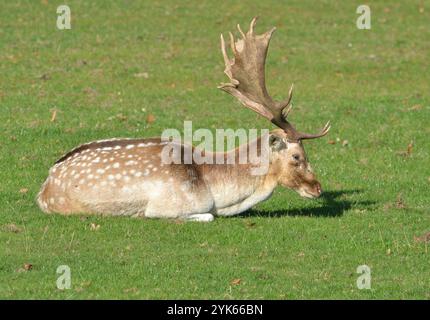 Hirschhirsch (Dama dama), aufgenommen am 22. Oktober 2024 im Tatton Park, Knutsford, Vereinigtes Königreich. Stockfoto