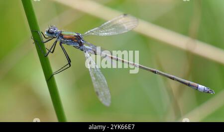 Männliche Smaragddamselfly (Lestes sponsa) im Brockholes Nature Reserve, Lancashire UK am 10. August 2016. Stockfoto