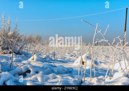 Ländliche Winterlandschaft mit einem mit Unkraut bewachsenen Feld, dessen Stiele mit Frost bedeckt sind Stockfoto