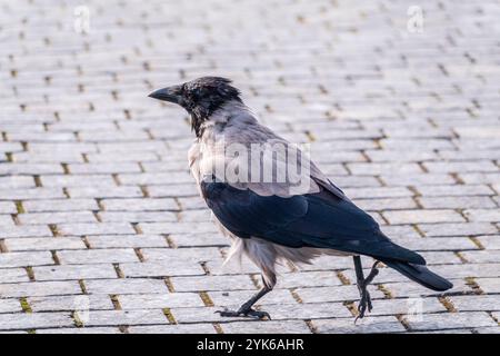 corvus cornix, auch Hoodie genannt, steht auf dem Kopfsteinpflasterpfad Stockfoto