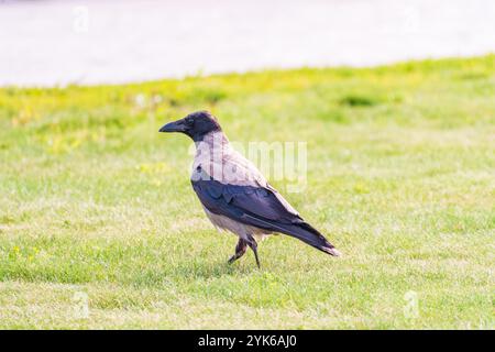 Die Krähe mit Kapuze, corvus cornix, auch Kapuzenpullover genannt, steht im Herbst- oder Frühlingswald auf dem Rasen Stockfoto