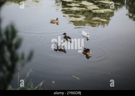 Gruppe von Enten, die friedlich auf einem ruhigen Teich inmitten der Natur schwimmen Stockfoto